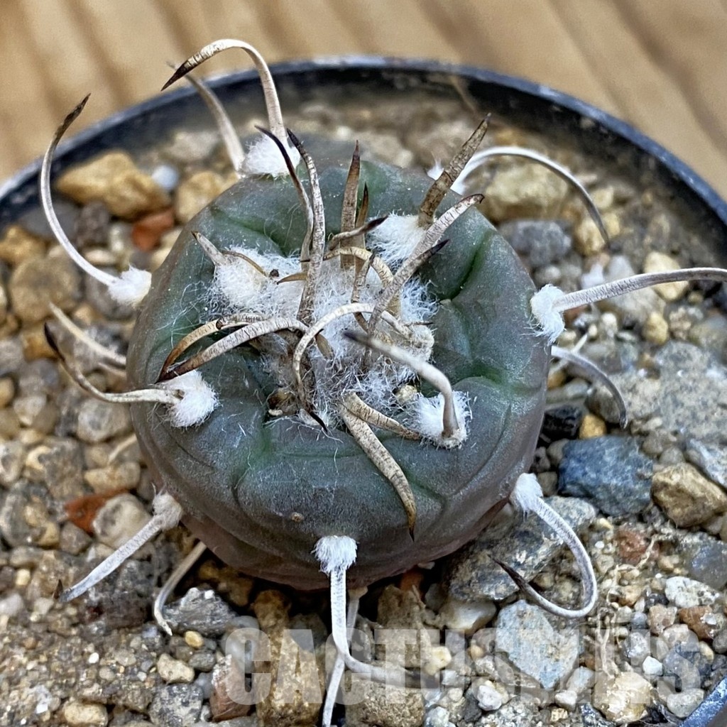 SH34288 Turbinicarpus polaskii SB269