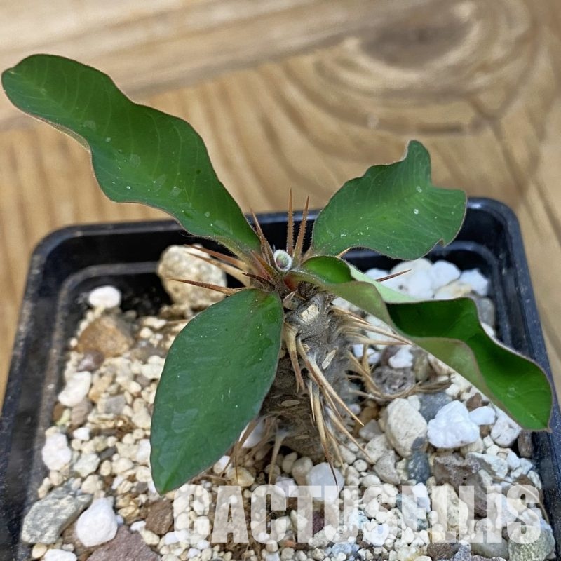 SH34330 Euphorbia croizatii