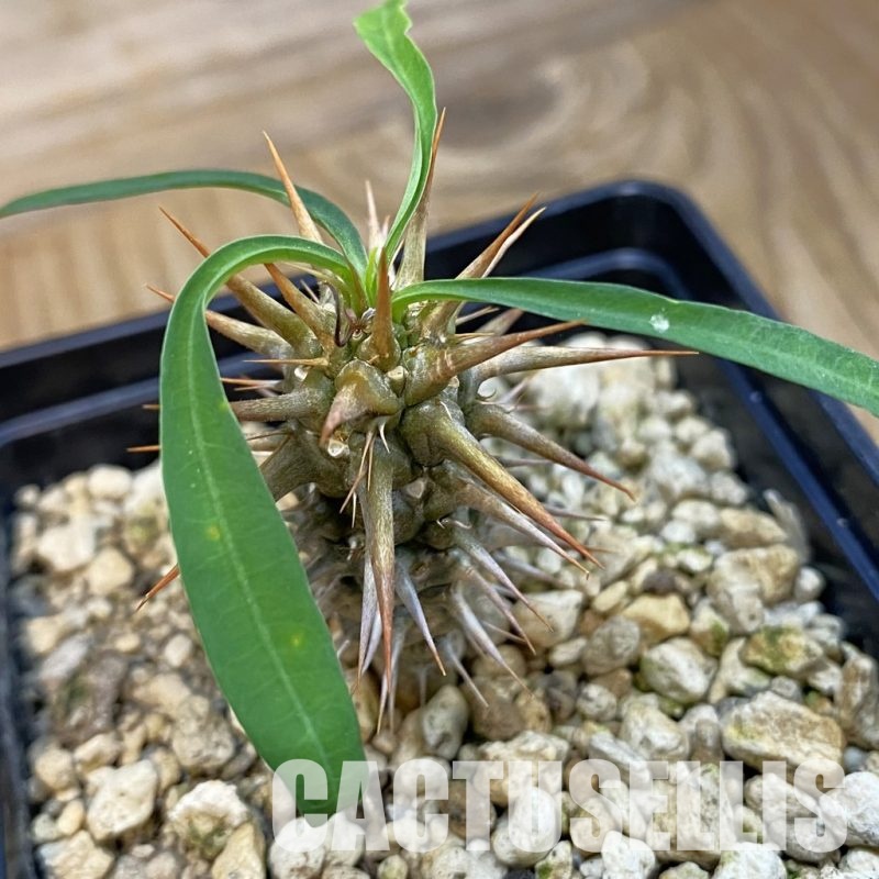 SH34331 Euphorbia croizatii