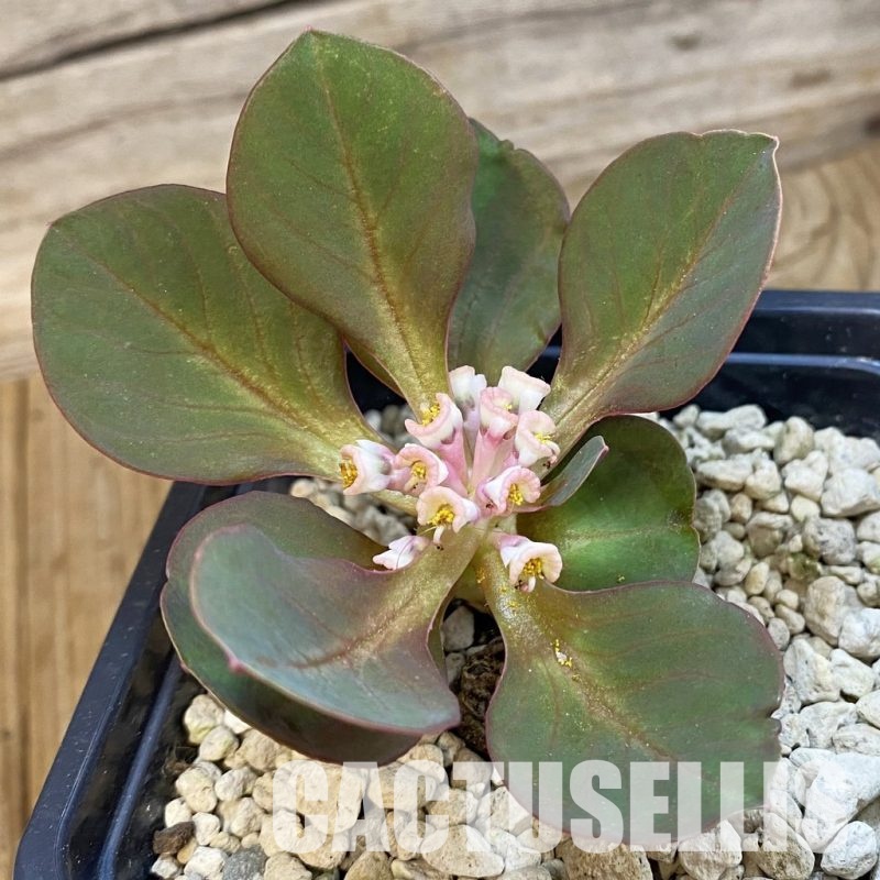 SH34332 Monadenium globosum ES 20369