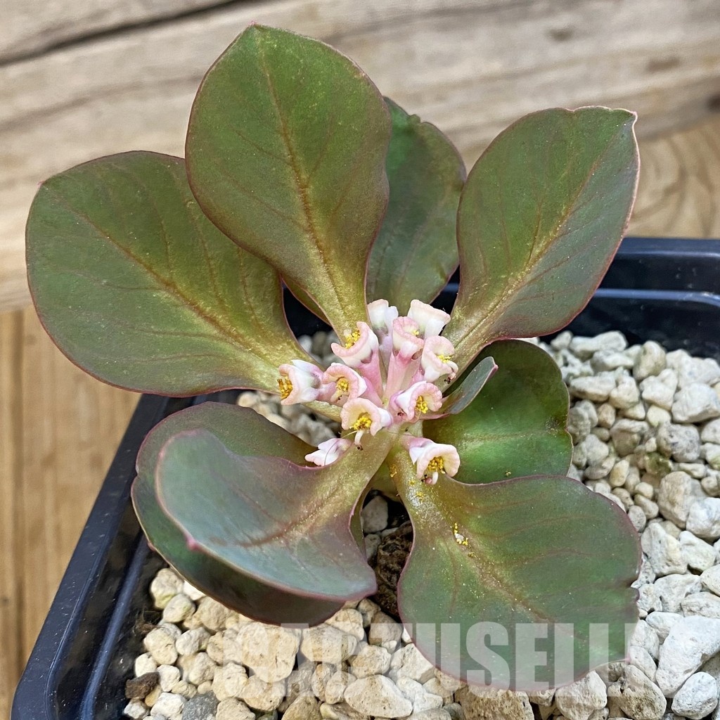 SH34332 Monadenium globosum ES 20369