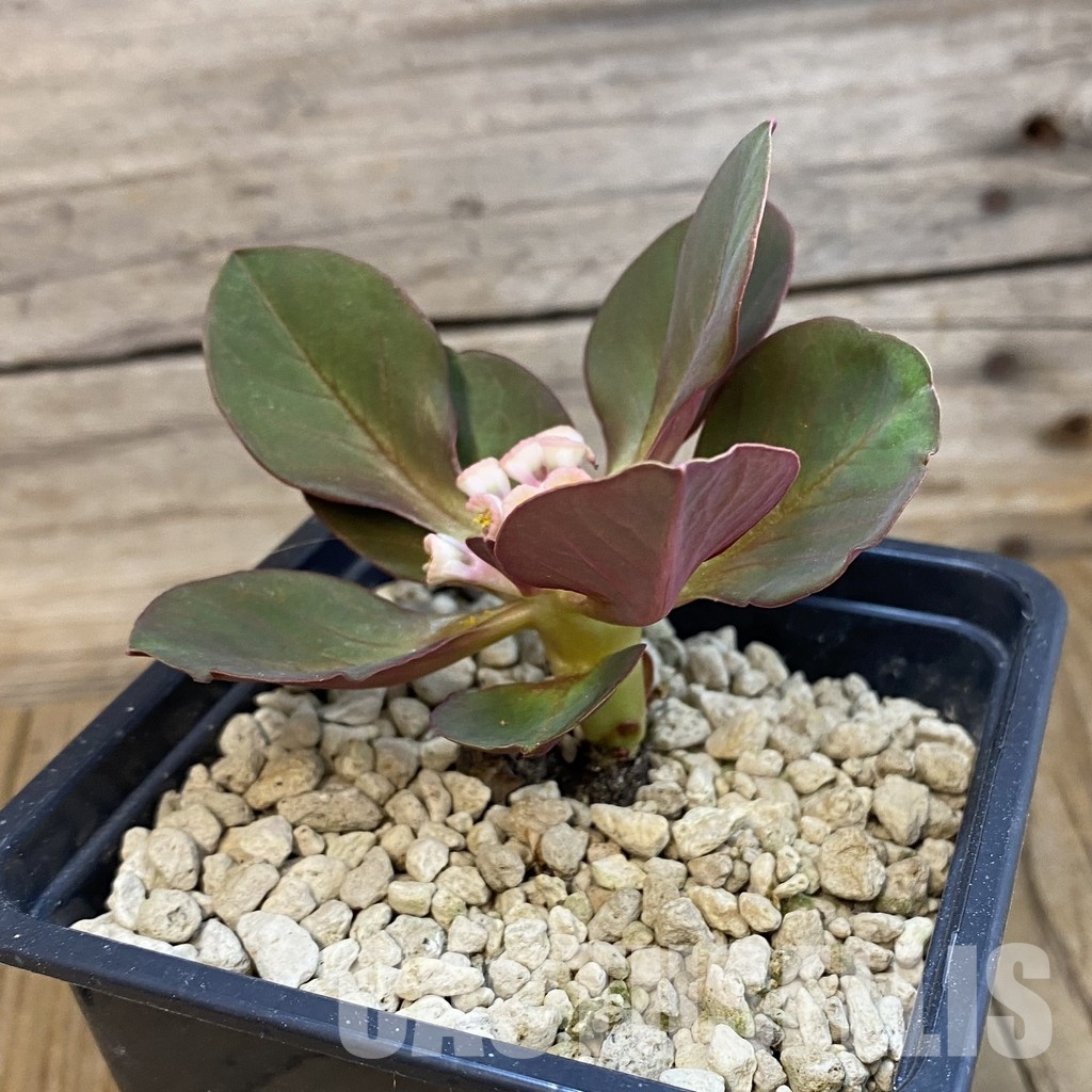 SH34332 Monadenium globosum ES 20369 - Image 2