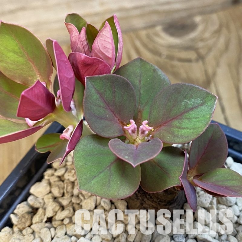 SH34333 Monadenium globosum ES 20369