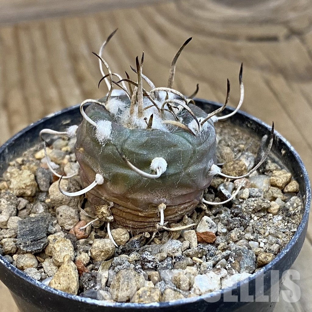 SH34288 Turbinicarpus polaskii SB269 - Image 2