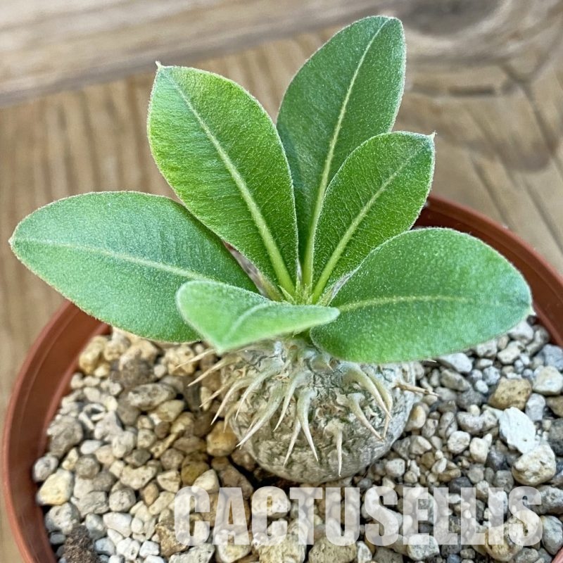 SH34334 Pachypodium eburneum shiny leaf