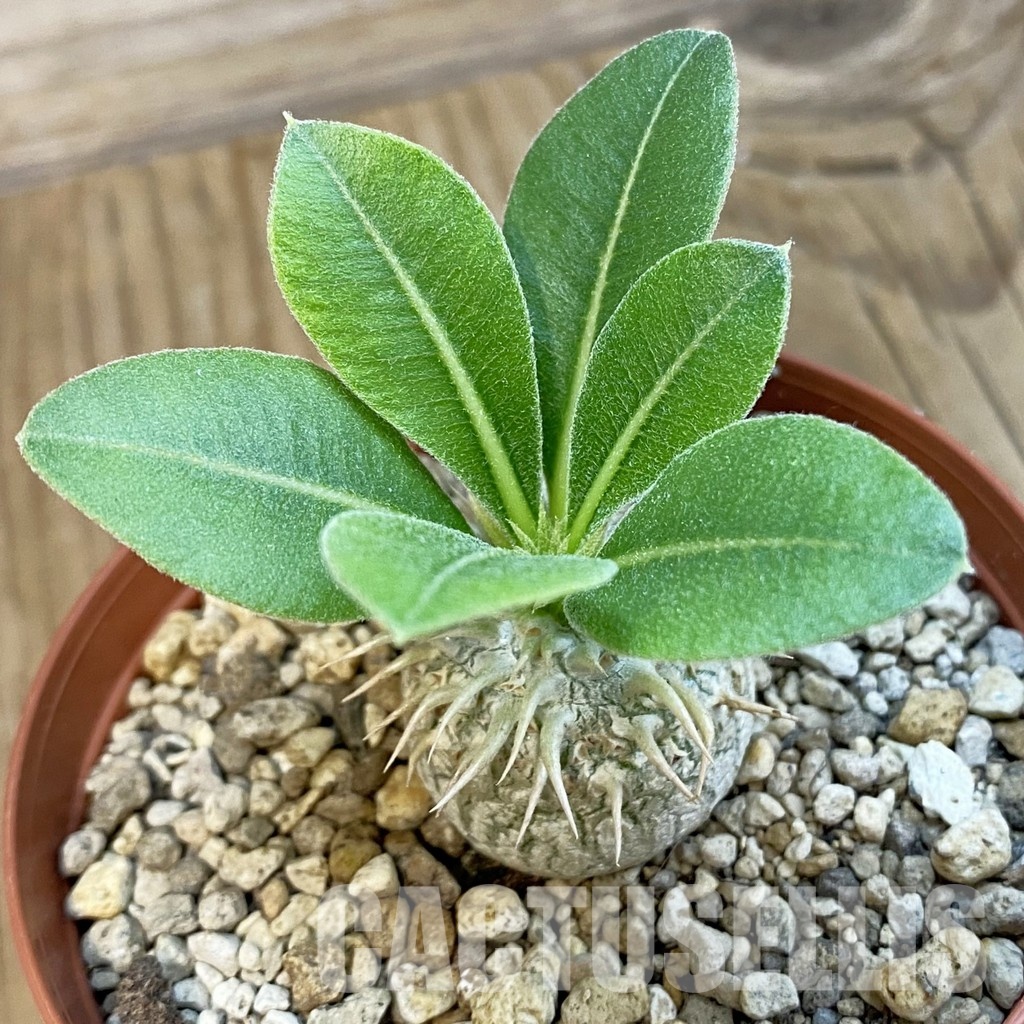 SH34334 Pachypodium eburneum shiny leaf