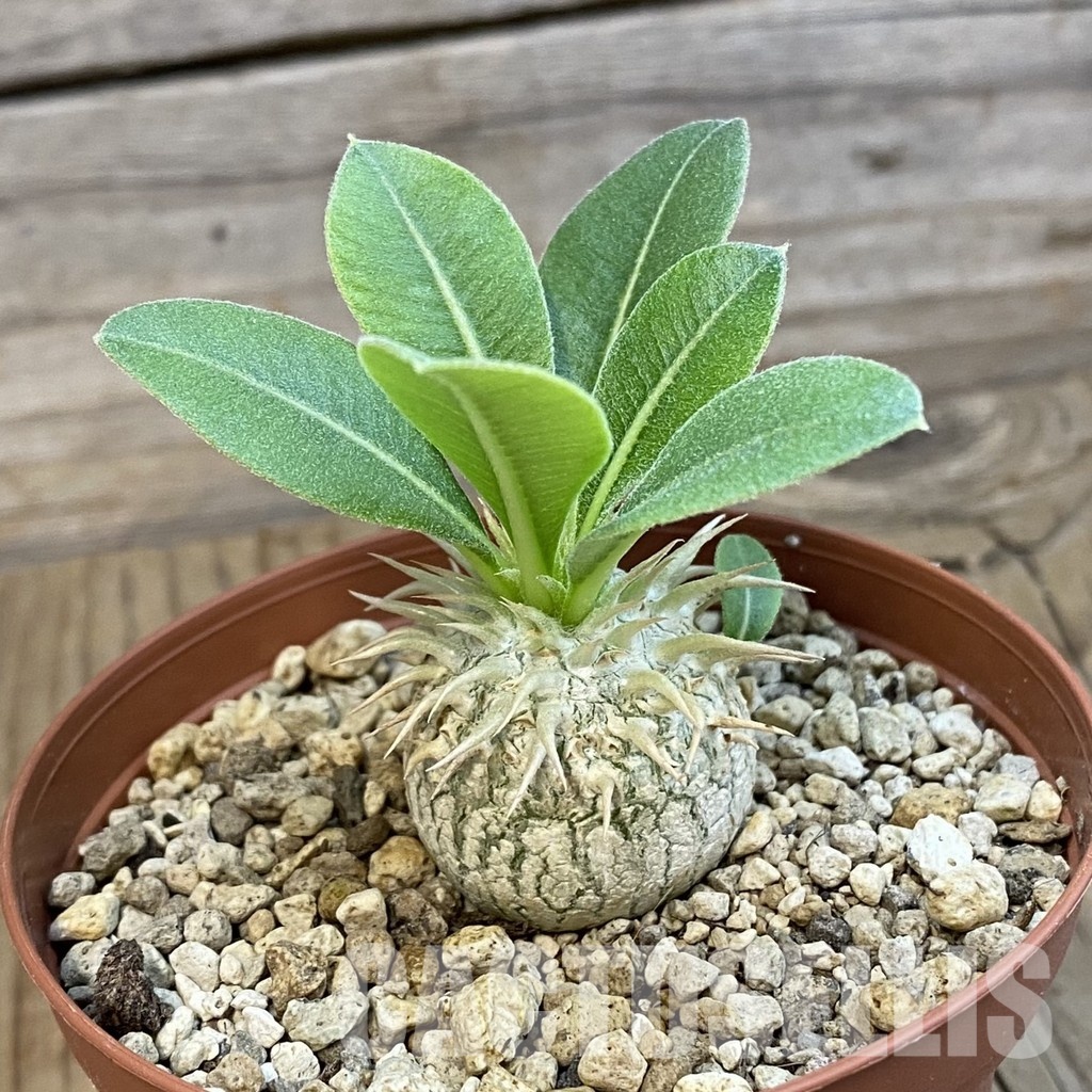 SH34334 Pachypodium eburneum shiny leaf - Image 2