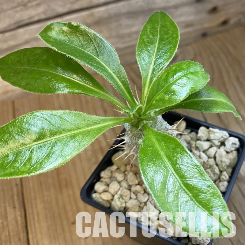SH34335 Pachypodium saundersii
