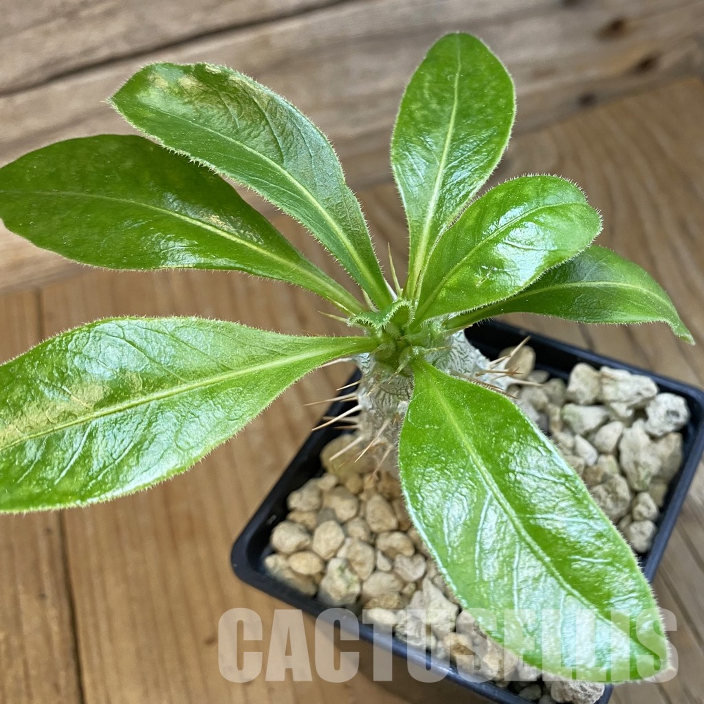 SH34335 Pachypodium saundersii