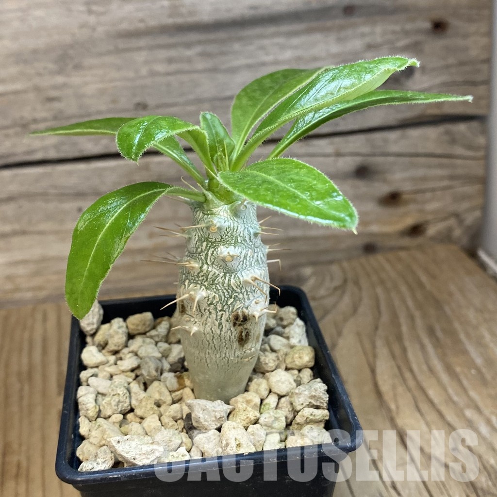 SH34335 Pachypodium saundersii - immagine 2