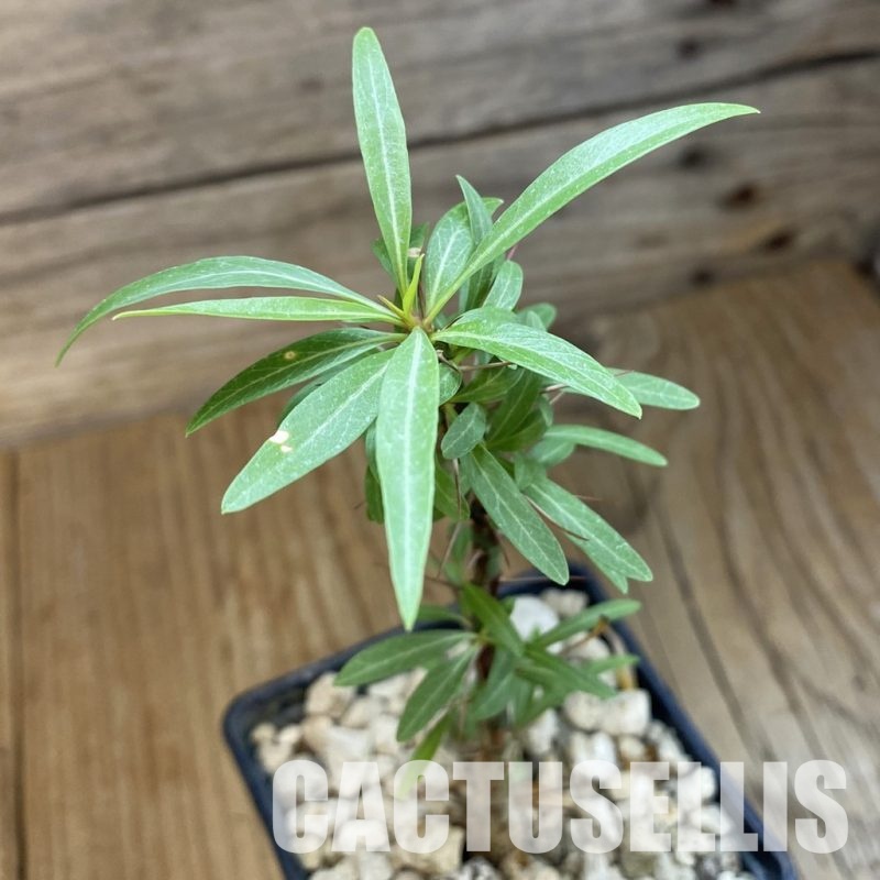 SH34336 Fouquieria purpusii