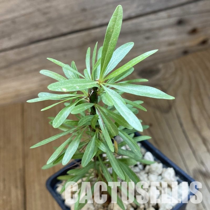 SH34337 Fouquieria purpusii