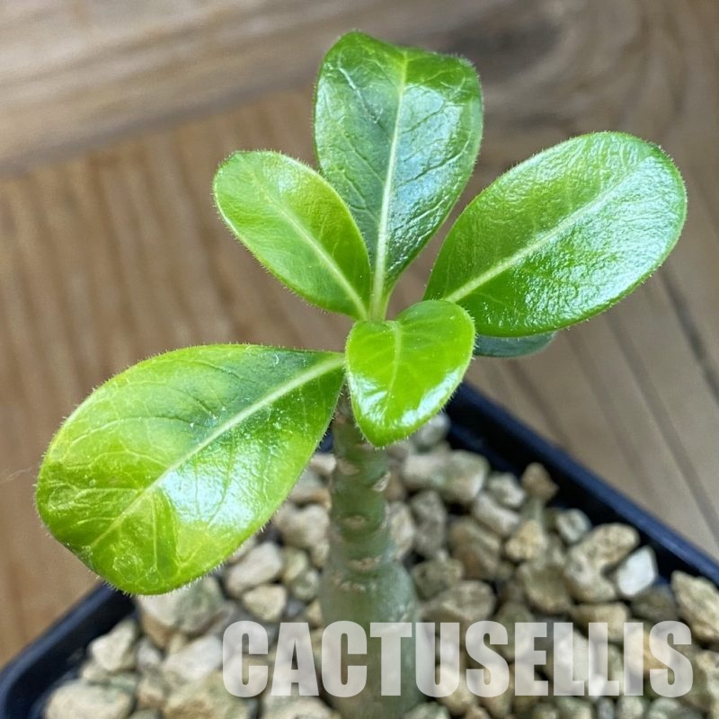 SH34338 Pachypodium decaryi