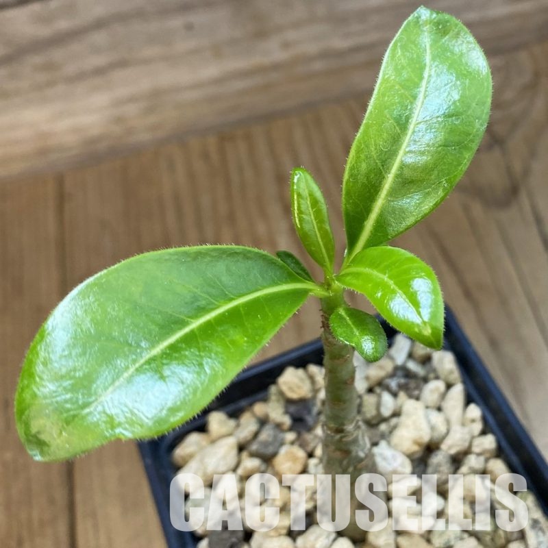 SH34339 Pachypodium decaryi