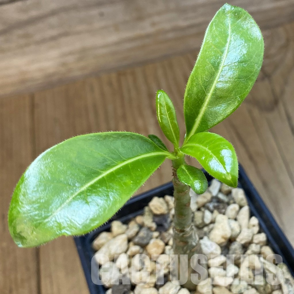 SH34339 Pachypodium decaryi