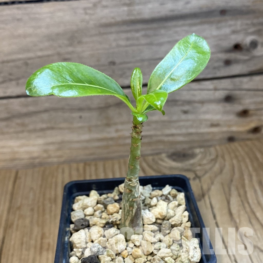 SH34339 Pachypodium decaryi - Image 2