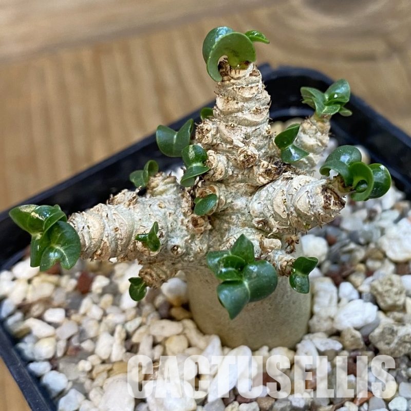 SH34340 Adenium arabicum DHA