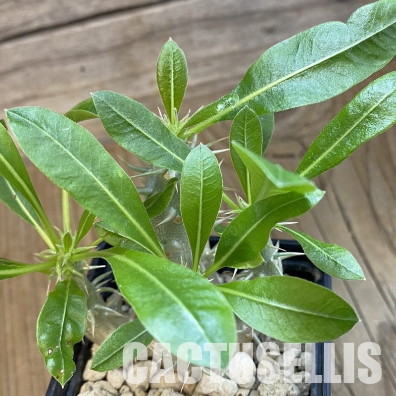 SH34341 Pachypodium horombense