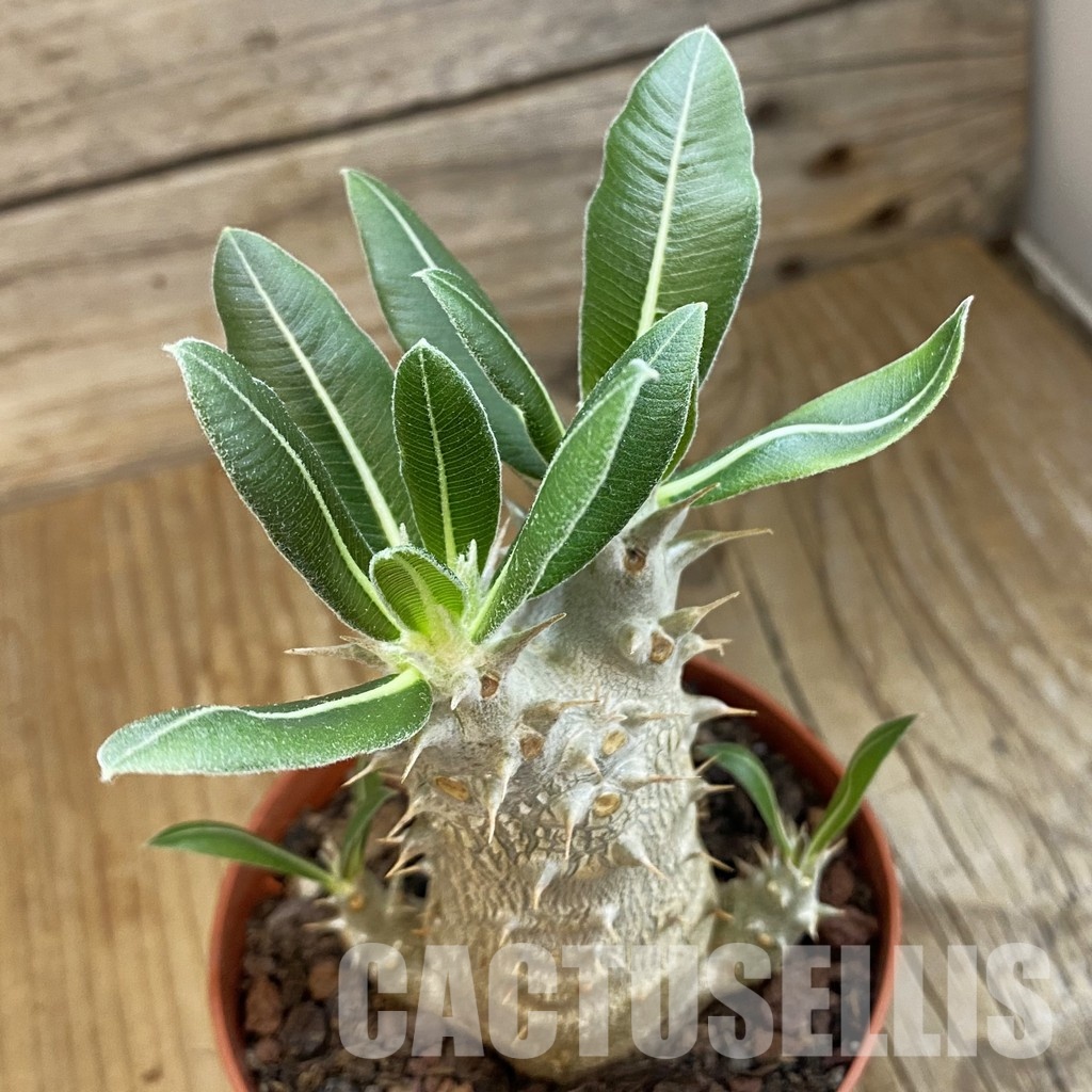 SH34342 Pachypodium horombense - immagine 2