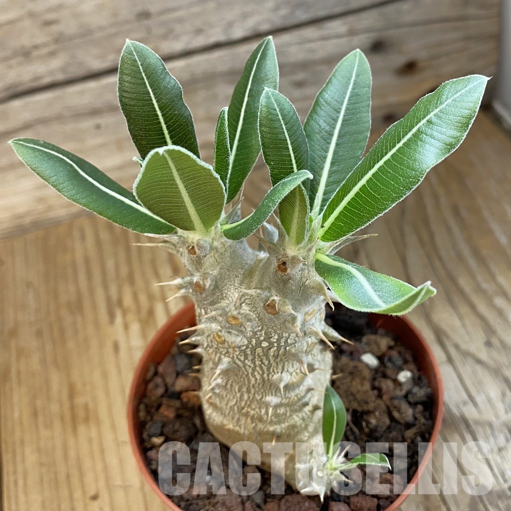 SH34342 Pachypodium horombense