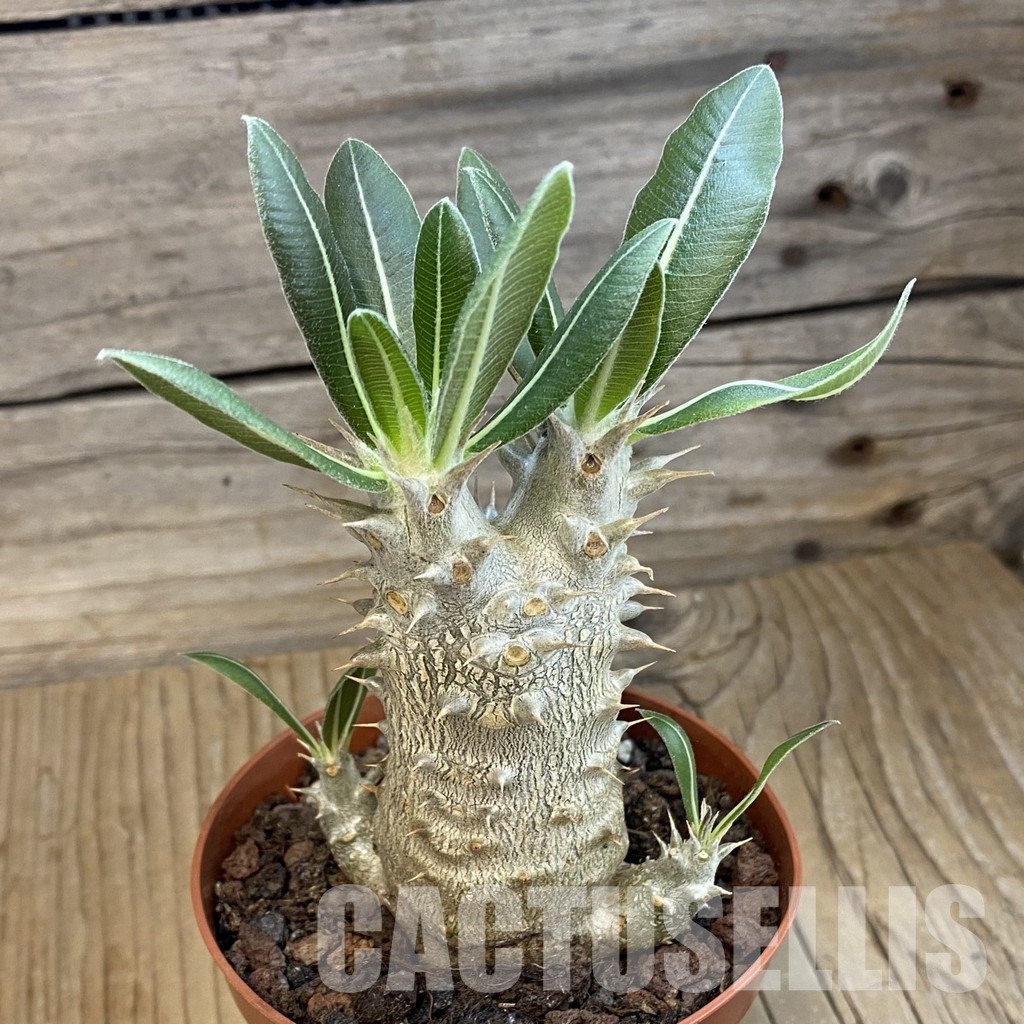 SH34342 Pachypodium horombense - immagine 3