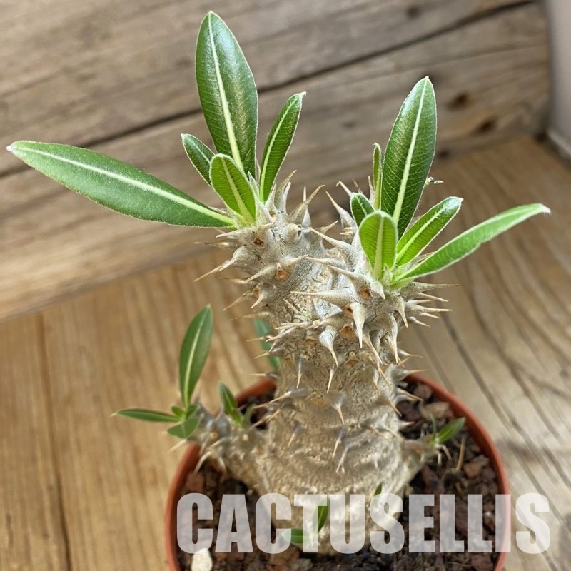 SH34343 Pachypodium horombense