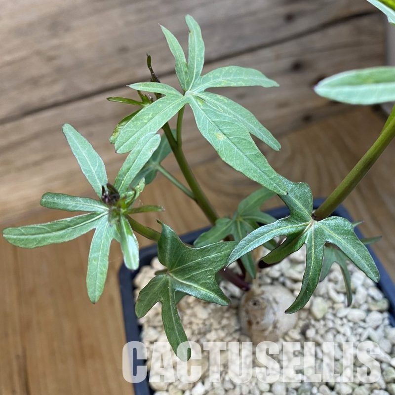 SH34345 Ipomoea platensis