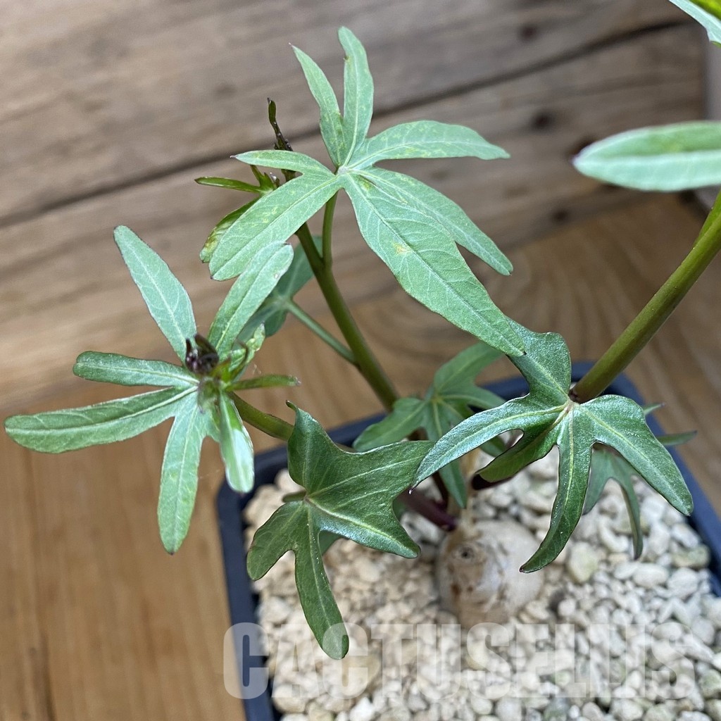 SH34345 Ipomoea platensis