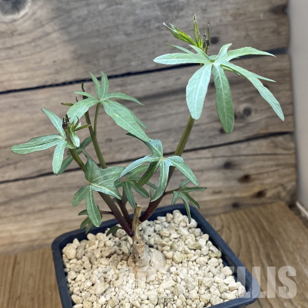 SH34345 Ipomoea platensis - Image 2