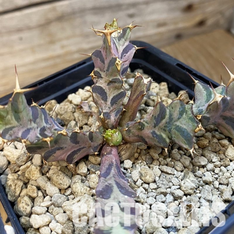 SH34346 Euphorbia tortirama