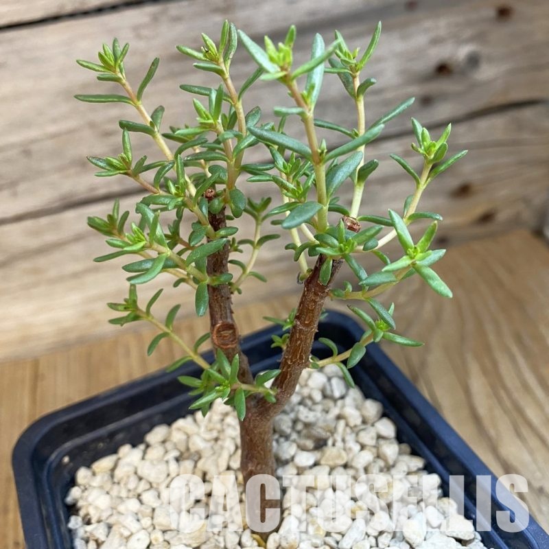 SH34349 Crassula sarcocaulis ssp. rupicola
