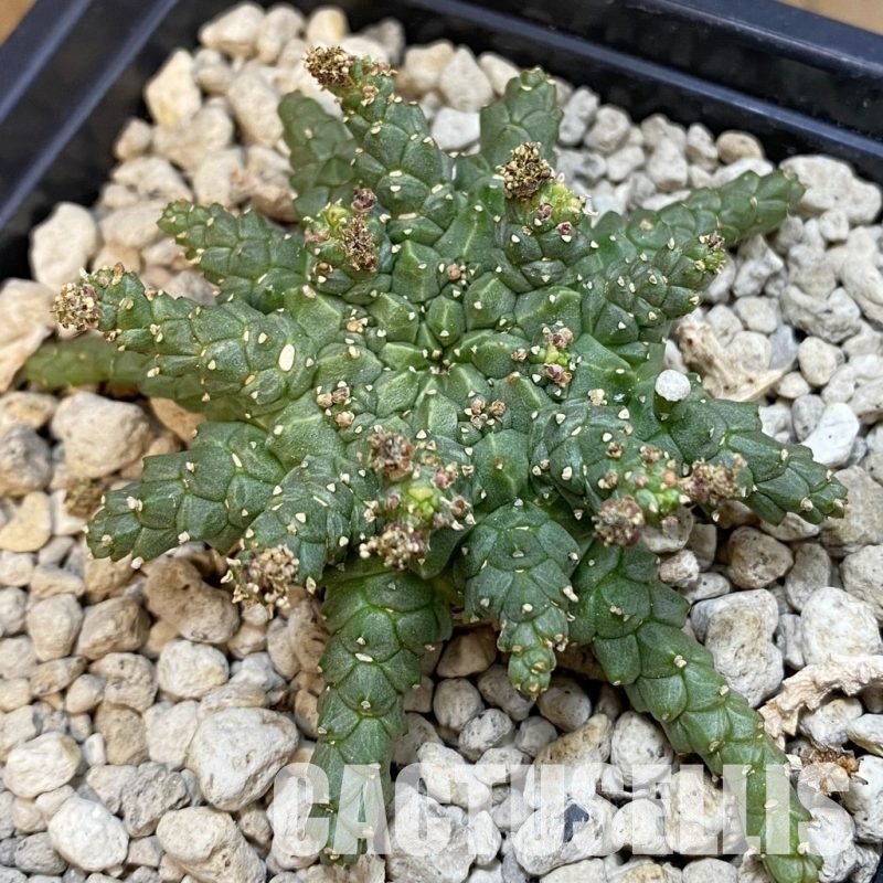 SH34350 Euphorbia procumbens