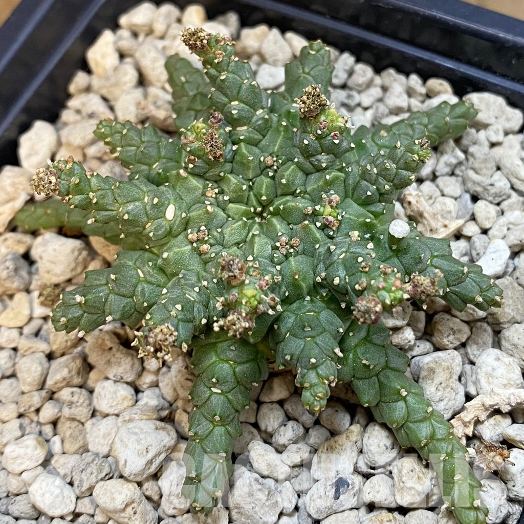 SH34350 Euphorbia procumbens