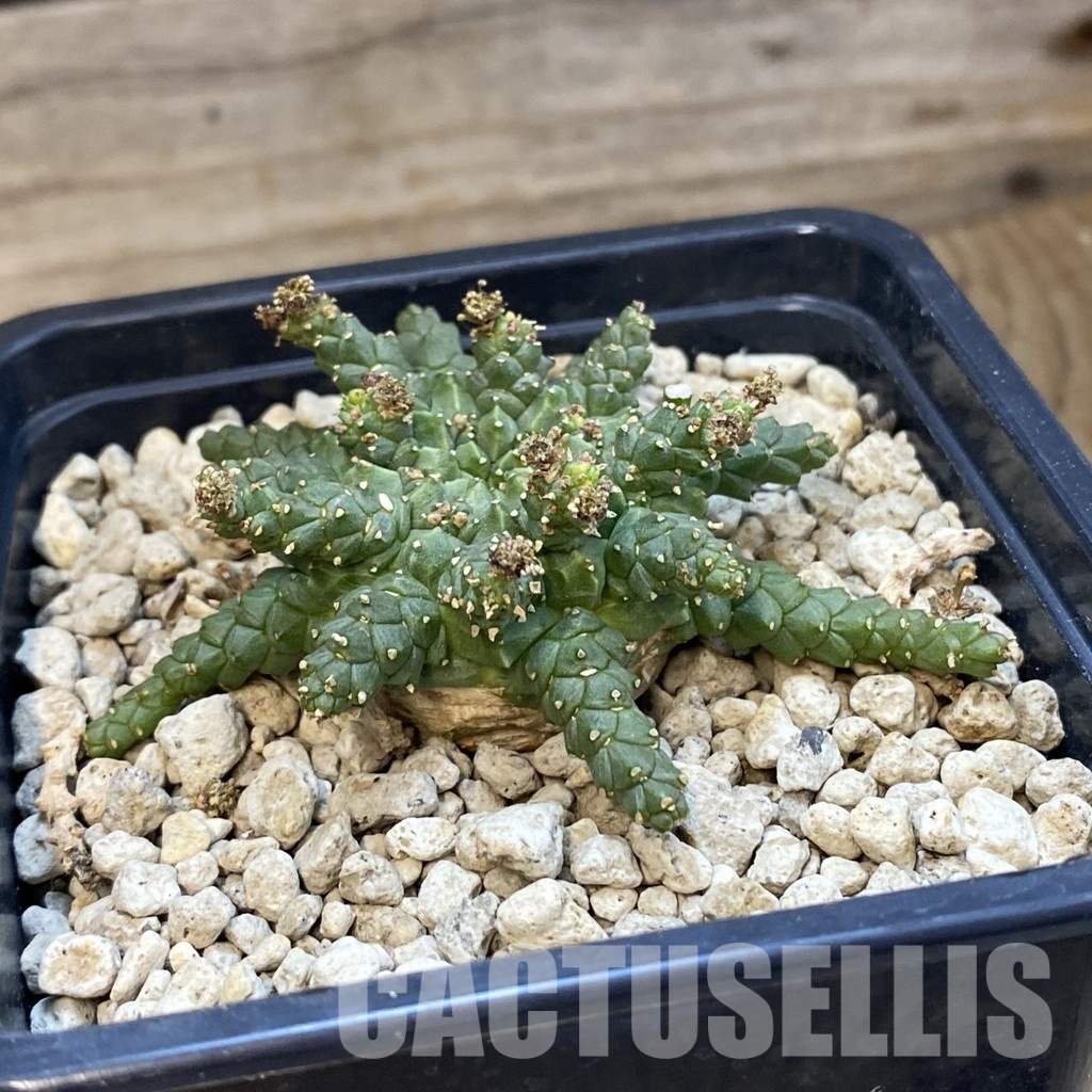 SH34350 Euphorbia procumbens - Image 2