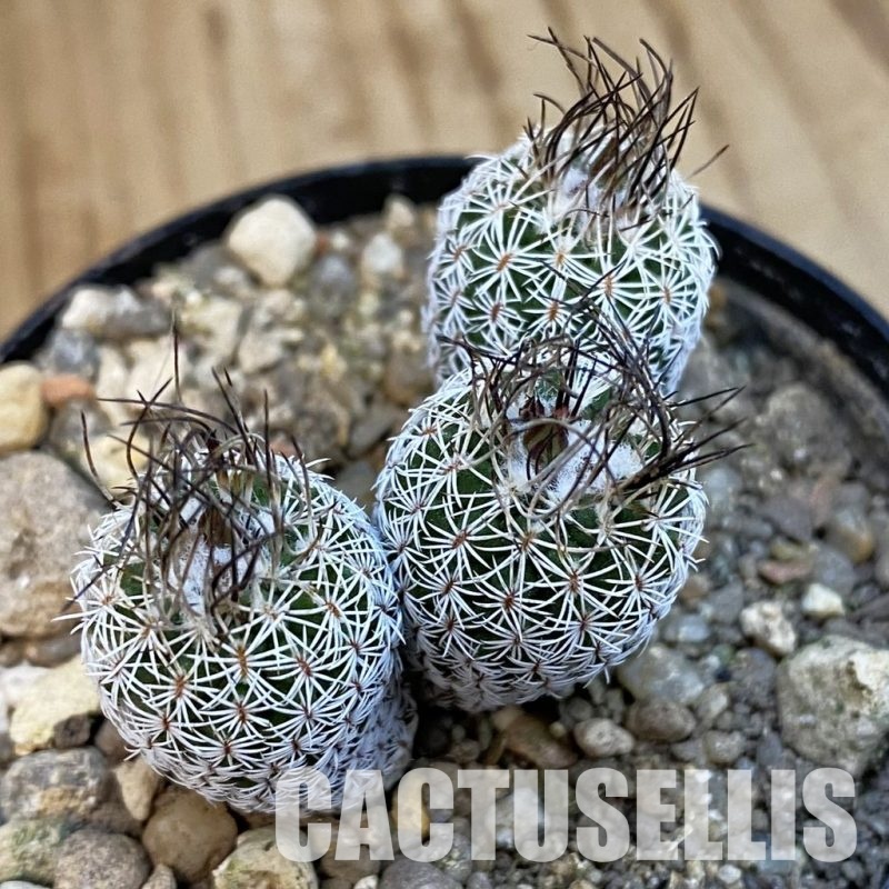 SH34284 Turbinicarpus krainzianus