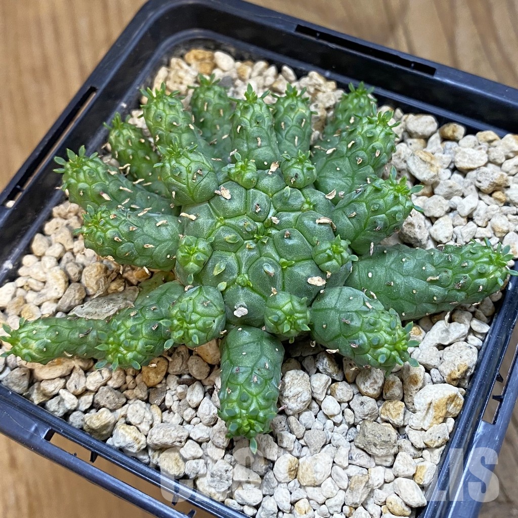 SH34351 Euphorbia clavarioides var. truncata