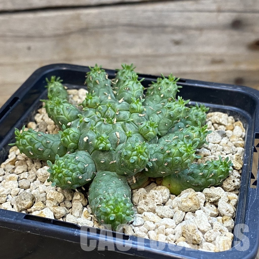 SH34351 Euphorbia clavarioides var. truncata - Image 2