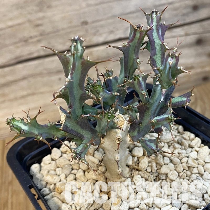 SH34352 Euphorbia meridionalis