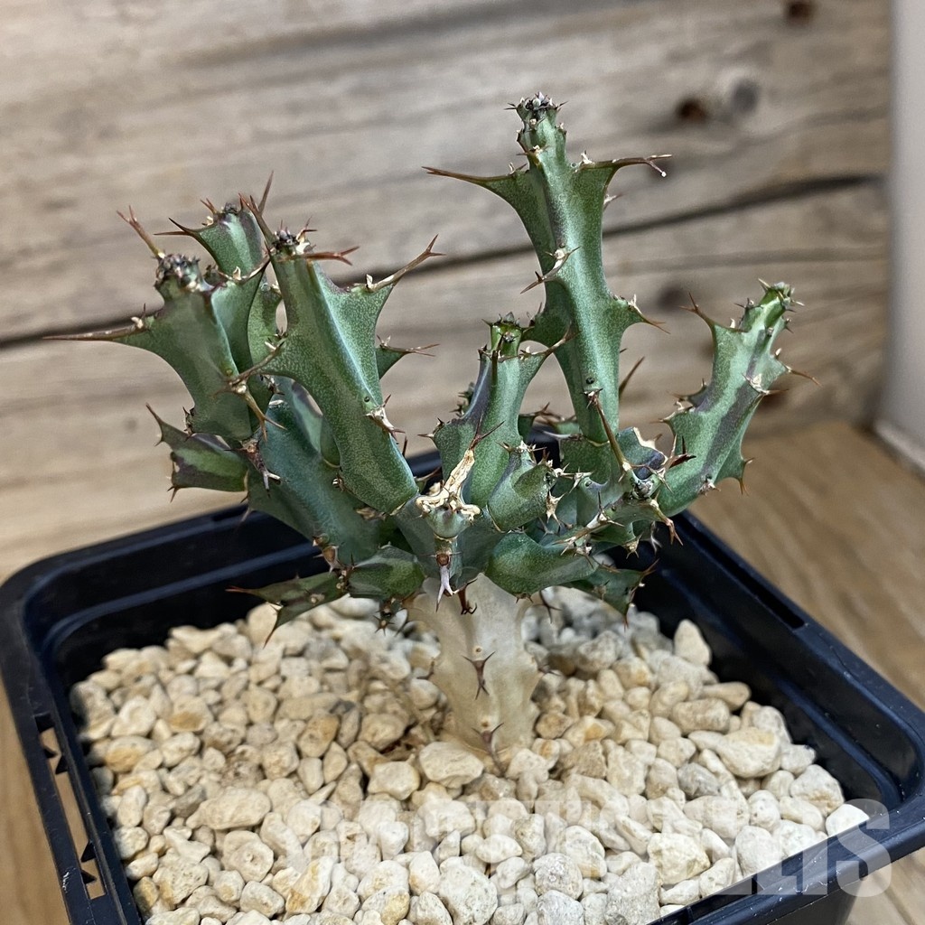 SH34352 Euphorbia meridionalis - Image 2
