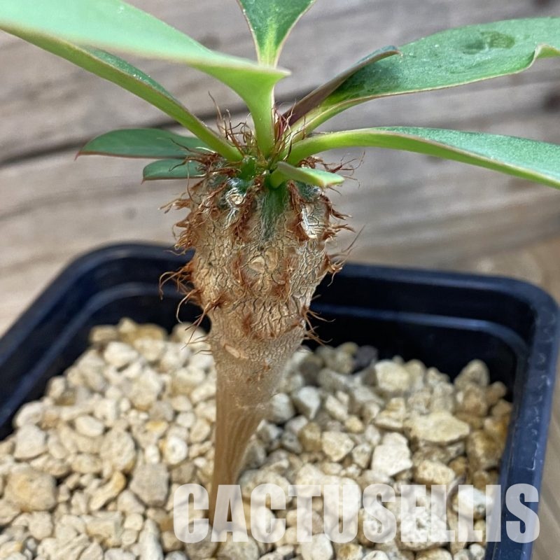 SH34353 Euphorbia capmanambatoensis PV2071