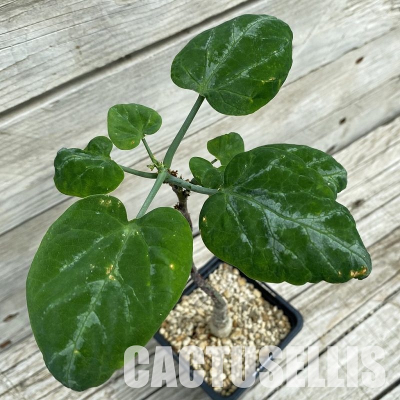 SH34354 Adenia ecirrosa