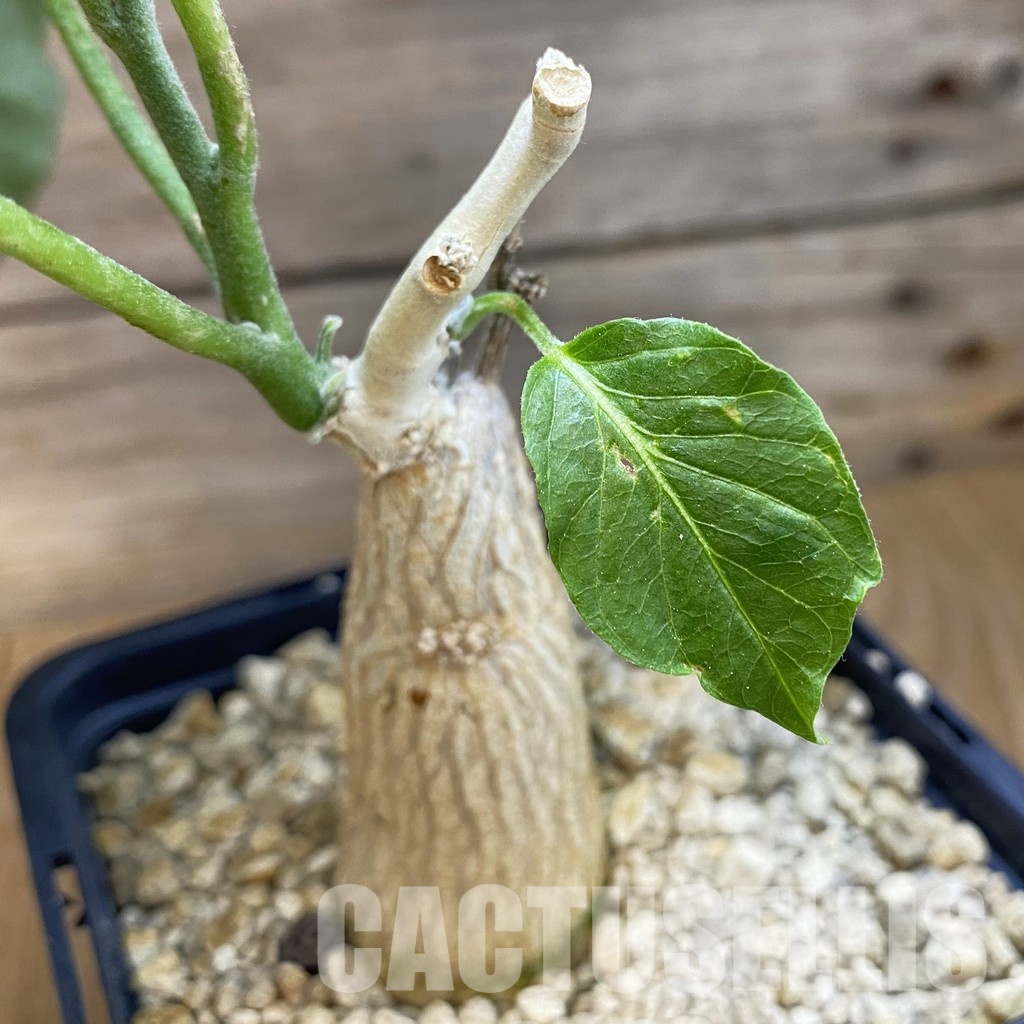 SH34355 Ipomoea lapathifolia ES 21291