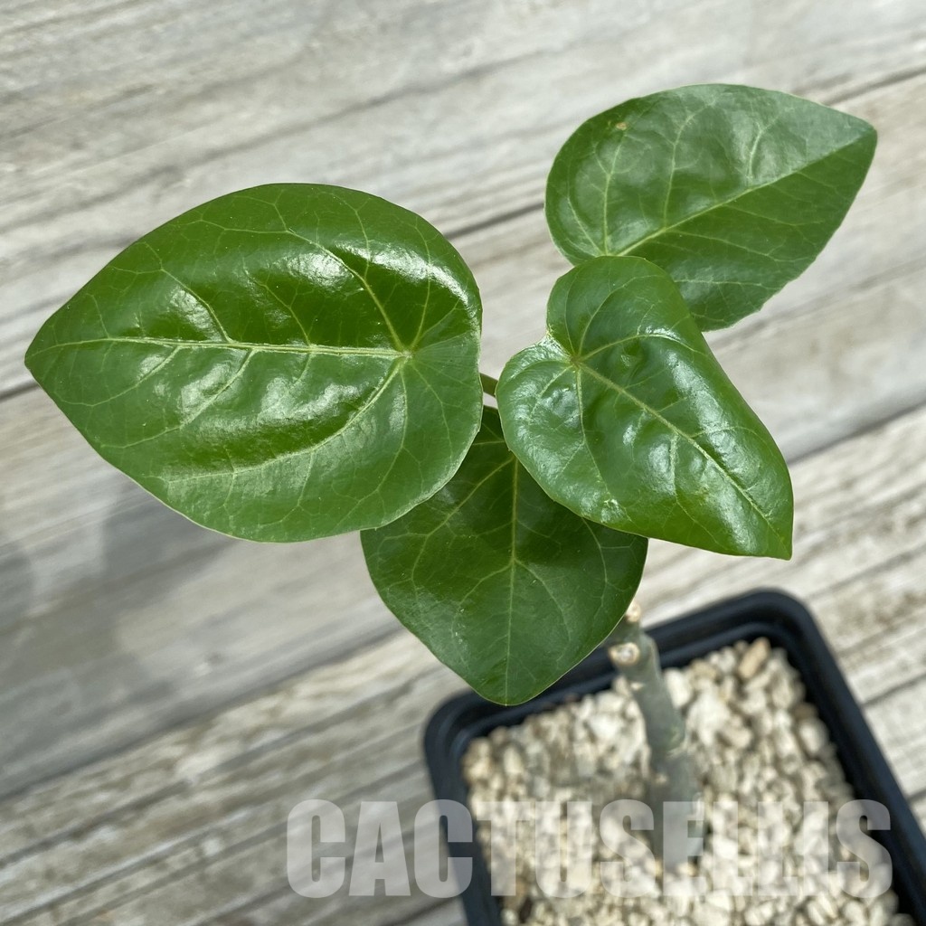 SH34356 Adenia ellenbeckii