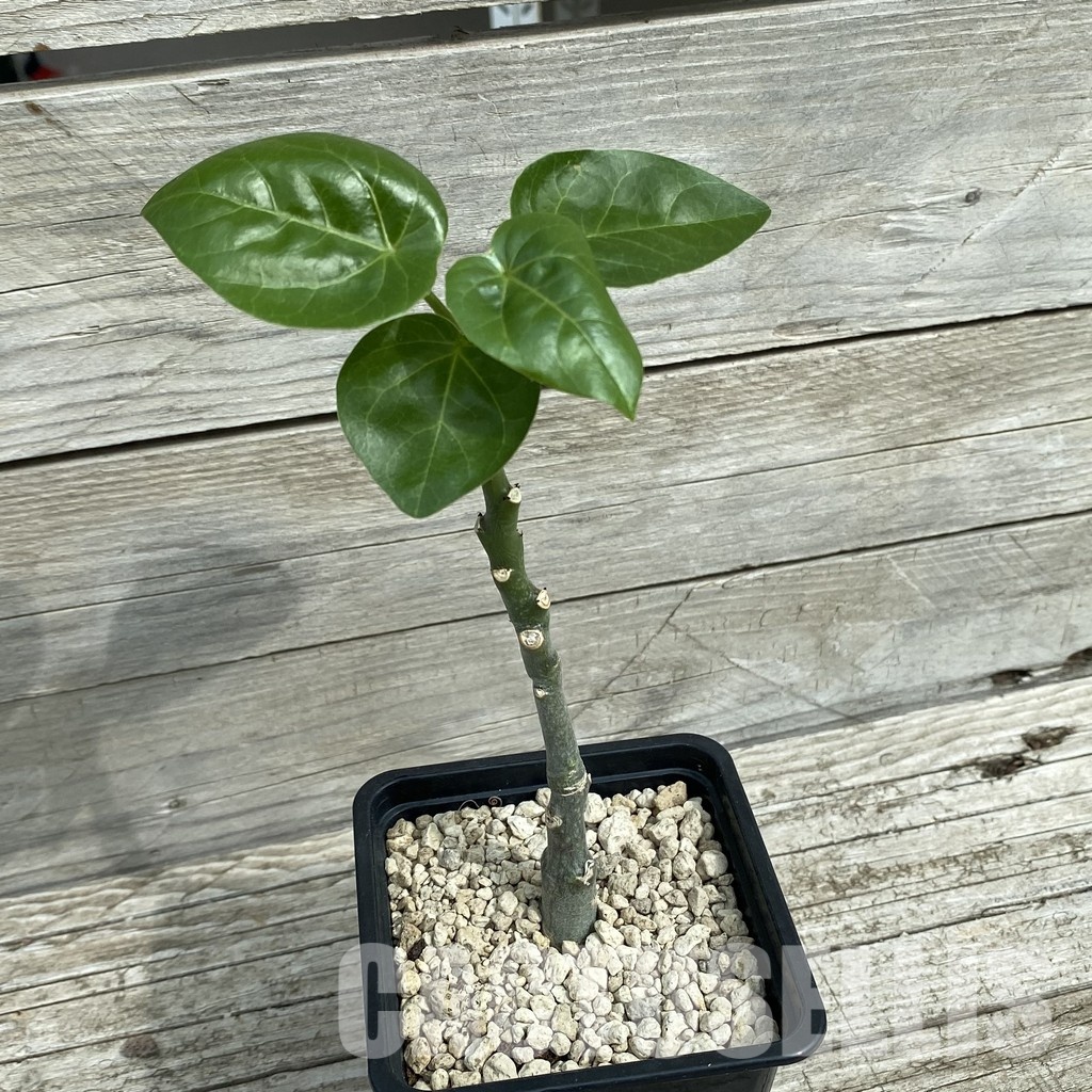SH34356 Adenia ellenbeckii - Image 2