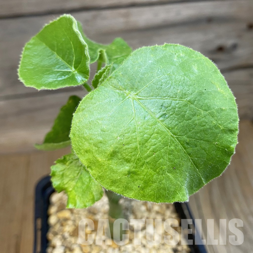 SH34357 Adenia keramanthus