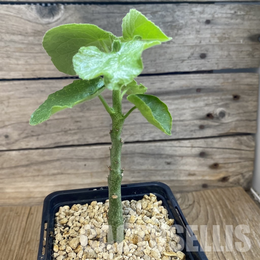 SH34357 Adenia keramanthus - Image 2