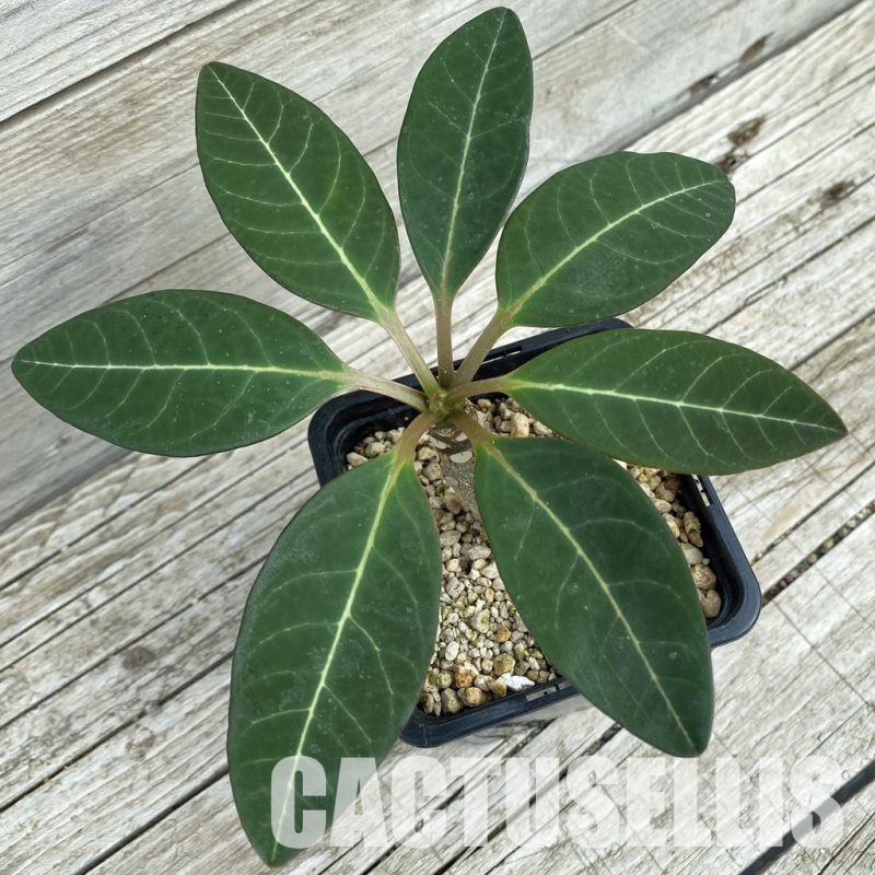 SH34358 Euphorbia millotii