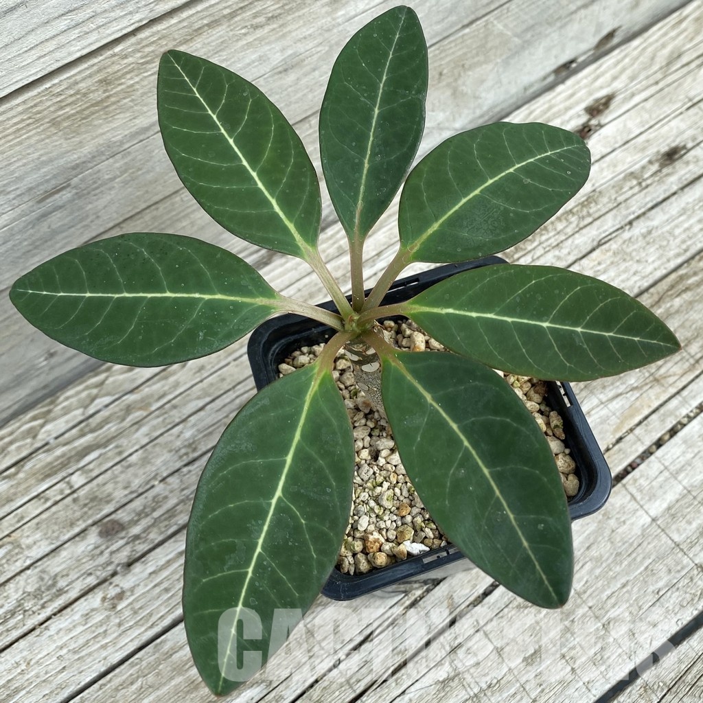 SH34358 Euphorbia millotii