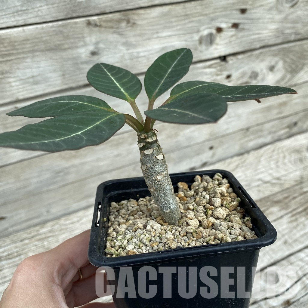 SH34358 Euphorbia millotii - Image 2
