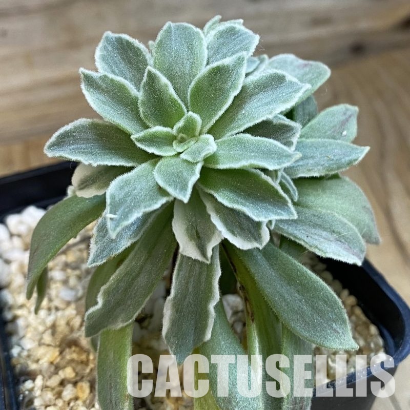 SH34359 Aeonium 'Ballerina' f.variegata